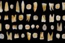 This image provided by the journal "Nature" on October 14, 2015 shows 47 human teeth found in the Fuyan Cave, Daoxian, in southern China