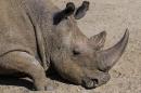 This Oct. 21, 2014 photo provided by the San Diego Zoo shows Angalifu, a northern white rhinoceros at his enclosure at the San Diego Zoo. Zoo officials said that Angalifu, was only one of six left in the world. He died Sunday, Dec. 14 at the San Diego Zoo Safari Park. Angalifu, who was about 44 years old, apparently died of old age. (AP Photo/San Diego Zoo, Ken Bohn)