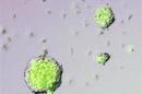 Handout photo shows Stimulus-Triggered Acquisition of Pluripotency (STAP) cells