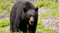 Fla. Woman Seriously Injured in Rare Bear Attack (ABC News)