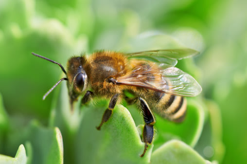 No contribuyas a la muerte masiva y desaparición de las abejas. / Foto: Thinkstock