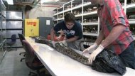 Una pitón birmana encontrada en Florida ha batido el récord de ser la mayor serpiente jamás capturada en el estado con sus 5,36 metros y la más prolífica, ya que llevaba en su interior 87 huevos, según los investigadores. En la imagen, los investigadores se preparan para examinar a la mayor pitón encontrada en Florida en esta captura de un vídeo del Museo de Historia Natural de Florida, en Gainesville, el 10 de agosto de 2012. REUTERS/Florida Museum of Natural History at University of Florida/Handout SOLO PARA USO EDITORIAL. PROHIBIDA SU VENTA PARA CAMPAÑAS DE MARKETING O PUBLICITARIAS. ESTA IMAGEN HA SIDO PROPORCIONADA POR UN TERCERO Y SE DISTRIBUYE, EXACTAMENTE COMO FUE RECIBIDA POR REUTERS, COMO UN SERVICIO PARA SUS CLIENTES.