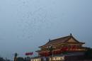 Pigeons fly over Tiananmen Gate after they were released in a flag raising ceremony on National Day, the 65th anniversary of the founding of the People's Republic of China, in Beijing Wednesday, Oct. 1, 2014. (AP Photo/Andy Wong)