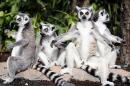 Madagascar lemurs find refuge in private sanctuary