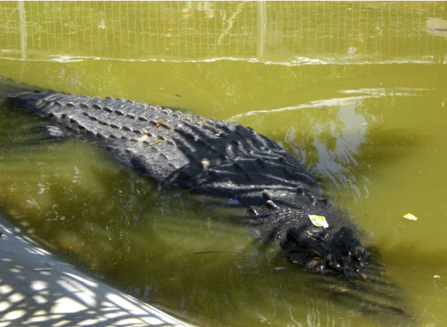 A saltwater crocodile swims …