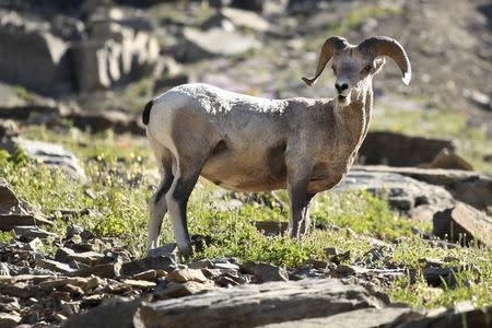A bighorn sheep stands atop a pile of rocks near the Highline Trail in Glacier National Park in Montana