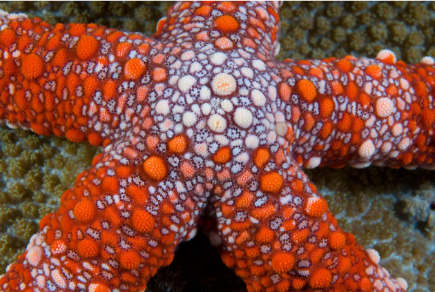 Friant&#39;s Sea Star (Nardoa frianti), New Britain, Papua New Guinea. Copyright:              © Jurgen Freund / WWF-Canon