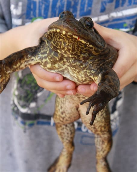 Kinh ngạc loài                                                   ếch khổng lồ, dài 1m,                                                   nặng 8kg