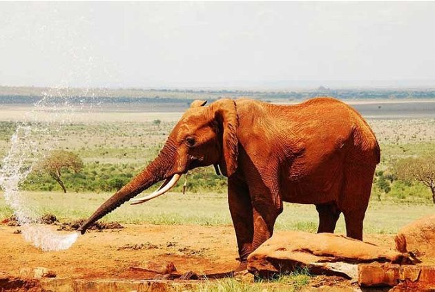 Xuất hiện loài voi màu đỏ ở Kenya?