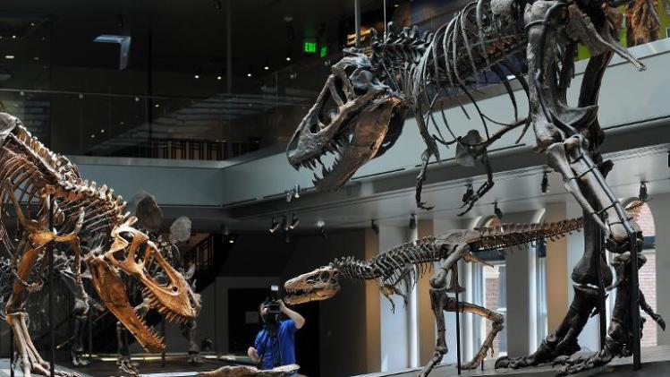 A Tyrannosaurus rex &quot;Growth Series&quot; with a juvenile, baby, and young adult fossils, at the Natural History Museum of Los Angeles on July 7, 2011
