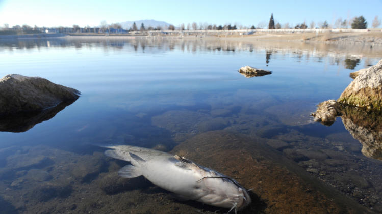 Thousands of fish dead in Nevada marina mystery