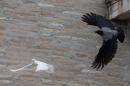 In this picture taken Sunday, Jan. 26, 2014, a dove which was freed by children with Pope Francis during his Angelus prayer, is attacked by a black crow in St. Peter's Square, at the Vatican. Animal rights groups are appealing to Pope Francis to end a practice of releasing doves over St. Peter's Square, a day after a pair of the peace symbols were attacked by a seagull and crow. The National Animal Protection Agency published an open letter Monday reminding Francis that domesticated doves are easy prey for predators like gulls living in the wild. Gulls nest atop the colonnade of St. Peter's Square, far from natural seaside habitats, but scavenge garbage for food in Rome. The agency said freeing doves in Rome is like "condemning them to certain death." Pro-animal advocate and ex-tourism minister Michela Brambilla told The AP she was confident, Francis, with his "extraordinary love" for all creatures, would reconsider. The Vatican didn't immediately comment on the dove attack. (AP Photo/Gregorio Borgia)