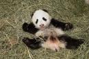 Vienna's new baby panda, seen on November 26, 2013, will be named Fu Bao, or Happy Leopard in Mandarin, the city's Schoenbrunn Zoo announced on November 28, 2013, three months after he was born