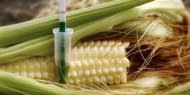 Les travaux publiés par le biologiste Gilles-Eric Séralini ne constituent pas une preuve définitive de la toxicité du maïs NK603, selon les instances sanitaires européennes