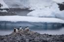 FILE - In this Jan. 22, 2015 file photo, Gentoo penguins stand on rocks near the Chilean station Bernardo O'Higgins, Antarctica. A scientific study released in Feb. 2016 says an estimated 150,000 Adelie penguins have died in Cape Denison, Antarctica in the five years since a giant iceberg blocked their main access to food. (AP Photo/Natacha Pisarenko, File)