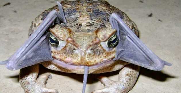 Créature surprenante Frog630
