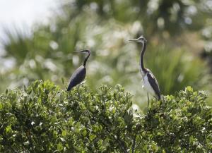 In this Friday, June 19, 2015 photo, tricolored herons&nbsp;&hellip;