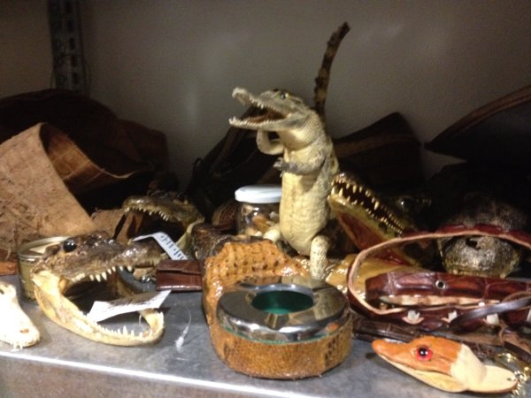 Besonders scheusslich: Das Schlangen- und Krokodils-Regal. (Bild: Yahoo! Nachrichten)