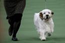 A Clumber Spaniel runs during competition in the Sporting Group during the Westminster Kennel Club Dog show in New York