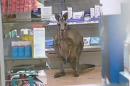 Injured Kangaroo Hops Into Australian Pharmacy