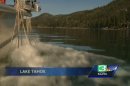Monster goldfish are breeding in Lake Tahoe