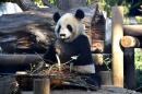 Ri Ri, a male giant panda, eats in his enclosure at Ueno Zoo in Tokyo on February 2, 2016