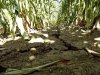 A drought-damaged corn field is pictured near Emery