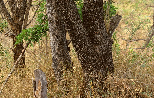 A Leopard, concealed in vegetation …