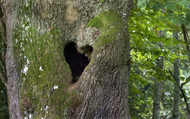 Love Hearts In Nature