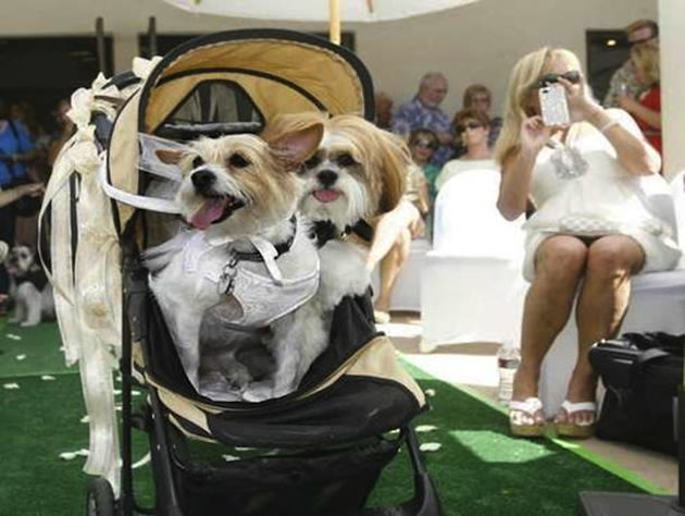 Dogs Wedding