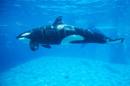 An Orca killer whale is seen underwater at the animal theme park SeaWorld in San Diego, California
