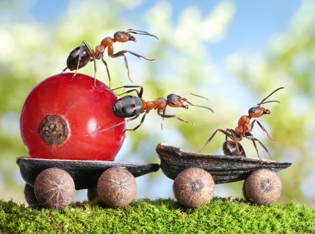 fantasy world of ants