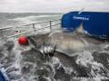 Great White Shark 'Lydia' Veers Away from UK