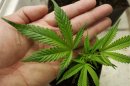 File photo of a medical marijuana starter plant