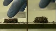 Image tirée de l'expérience menée sur un radeau composé de fourmis de feu