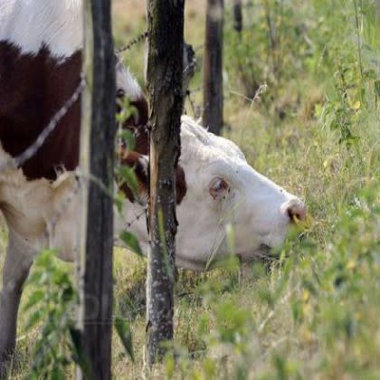 90 αγελάδες αερίστηκαν και προκάλεσαν φωτιά στη Γερμανία