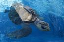 Rescued endangered olive ridley turtle swims at Sea World's animal rescue center in San Deigo
