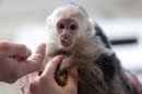 Capuchin monkey 'Mally" sits on the head of an employee in an animal shelter in Munich, Germany, Tuesday, April 2, 2013. Canadian singer Justin Bieber had to leave the monkey last Thursday in quarantine after arriving in Munich without the necessary documents for the animal. (AP Photo/Matthias Schrader)