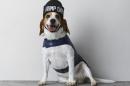 This undated photo provided by American Eagle Outfitters shows a beagle wearing an American Beagle Outfitters beanie and a puffer vest. For some pet owners, clothing plays into a luxury lifestyle. For others, it's a way to match man's best friend; and sometimes it's simply about keeping animals warm this winter. (AP Photo/American Eagle Outfitters)