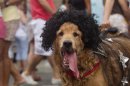 A disguised dog is seen during the "Blocao" dog carnival parade in Rio de Janeiro, Brazil, Sunday, Feb. 3, 2013. According to Rio's tourism office, Rio's street Carnival this year will consist of 492 block parties, attended by an estimated five million Carnival enthusiasts. (AP Photo/Silvia Izquierdo)