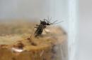 Female Aedes aegypti mosquito is seen in a test tube in a laboratory conducting research on preventing the spread of the Zika virus and other mosquito-borne diseases, at the entomology department of the Ministry of Public Health in Guatemala City