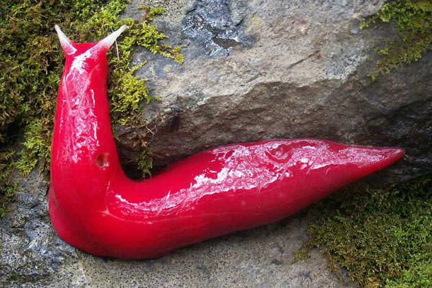 Слизни Giant-pink-slug