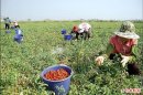 小番茄盛產 農村缺人手 市府鼓勵年輕人打工