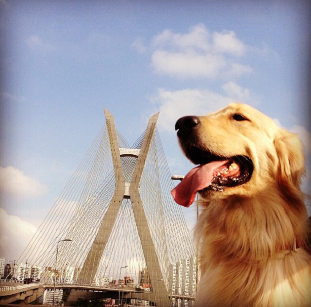 Um olhar canino sobre São Paulo [+esse tópico sim é bom][+cachorro][-cachorron] Cao-passeador