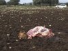 In this photo dated Feb. 16, 2011 released by the Spanish farmer's union ASAJA, a cow which has been carved and stripped of most of it's meat lies in a field in Fernan Caballero, Spain. A rancher in central Spain went out one morning to view his 200-head herd of cattle and found two prized calves shot in the head at point-blank range, and perfectly slaughtered. Only the bony carcasses, with heads attached, remained in the muddy field. People enduring hardship are increasingly stealing the earth’s bounty from farmers to get by from day to day. Farmers in some areas are teaming up to carry out nighttime patrols to protect their crops and animals. (AP Photo/ASAJA)