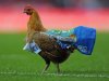 A chicken is released on to the pitch by  Blackburn fans in protest against the club's owners during the match on May 7