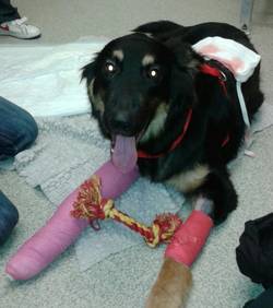 Ce chien sauve un enfant de 10 ans  Geo-le-heros-dr-110071-w250-jpg_160533