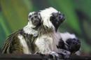 A month-old cotton-top Tamarin monkey is seen with its parents at their enclosure in the Biblical Zoo in Jerusalem