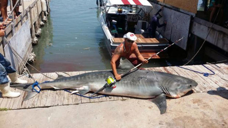 In this Aug. 3, 2014 photo provided by Ryan Spring, Spring poses with an 809-pound, 12-foot, 7-inch tiger shark he caught after reeling it in for more than seven hours in the Gulf of Mexico, off Port Aransas, Texas. It took about a dozen men to haul the male shark onto the dock. Spring plans to donate meat from the shark to charity. (AP Photo/Ryan Spring via The San Antonio Express-News) RUMBO DE SAN ANTONIO OUT; NO SALES