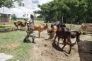 Indian Border Security Force soldier guards captured cattle from the unfenced India-Bangladesh border in West Bengal, India